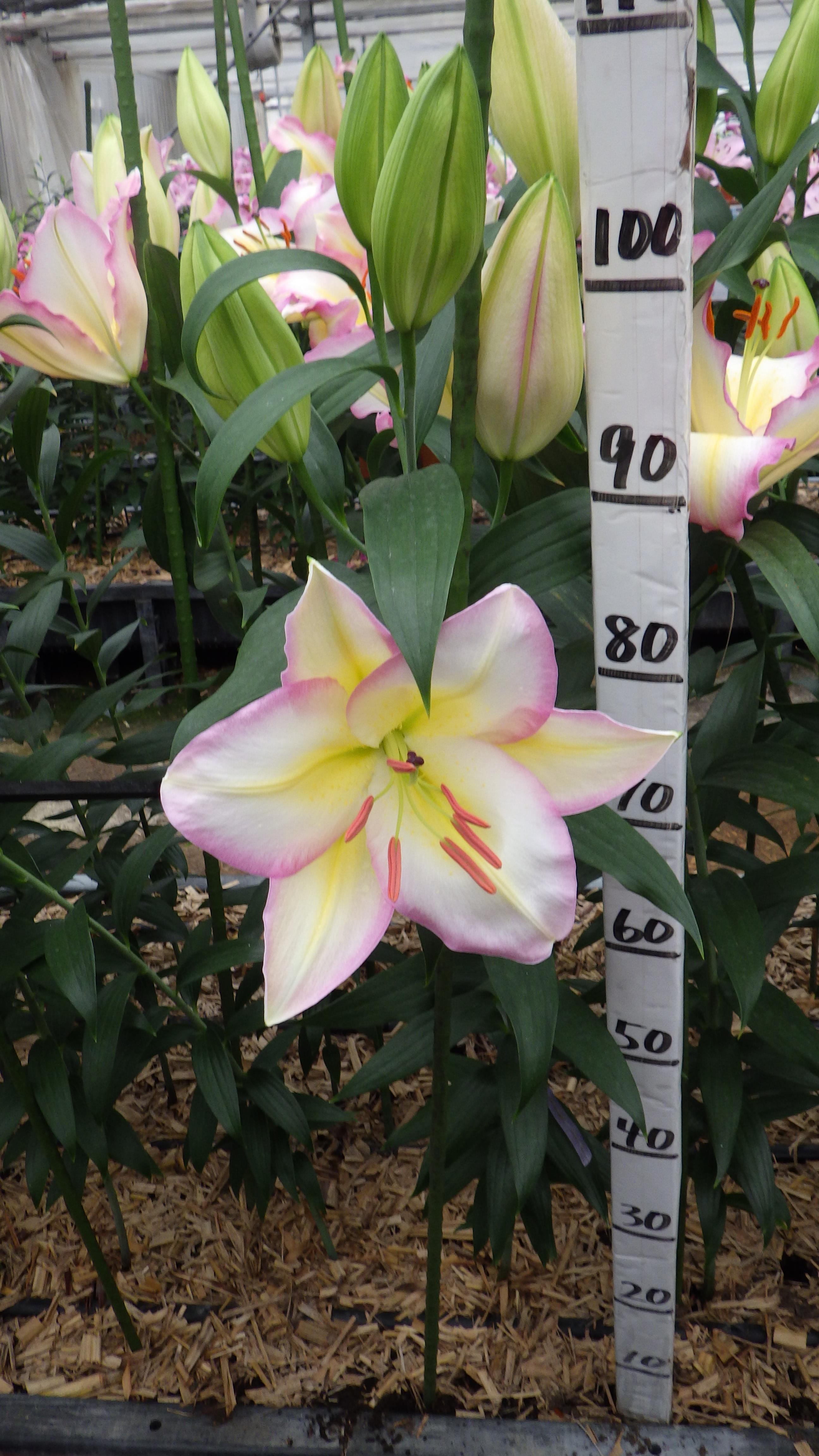 キャプテントリコロール